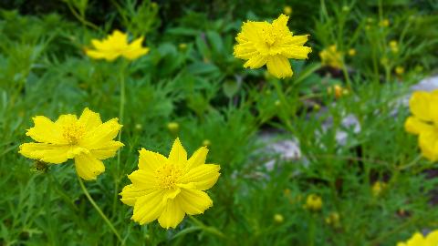 Goa Flowers - Download Goa Photos